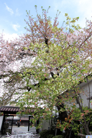 2-黄桜-1（20230408）.jpg