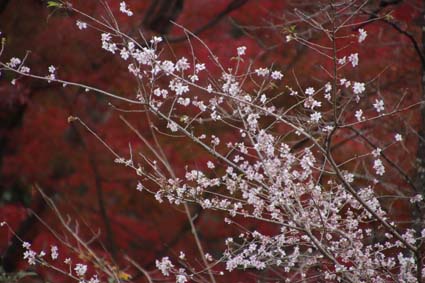 5-桜と紅葉-1（20181122）.jpg