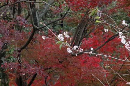 5-桜と紅葉-3（20181122）.jpg