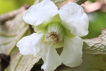 ホウロクイチゴ花-5（20220518）.jpg