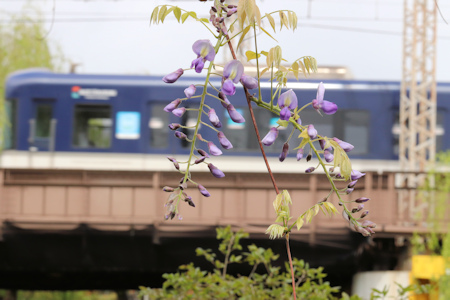 京阪電車と藤-3（20200423）.jpg