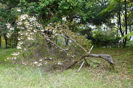 倒れた桜の木-1（20220411）.jpg