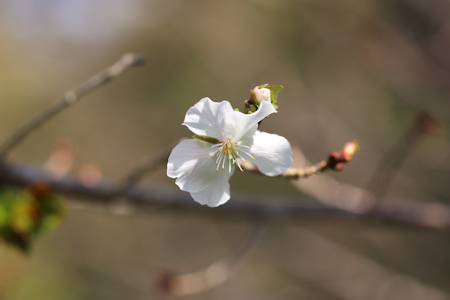 冬桜-1（20201021）.jpg