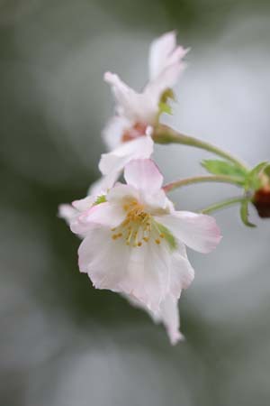 十月桜-2（20231004）.jpg