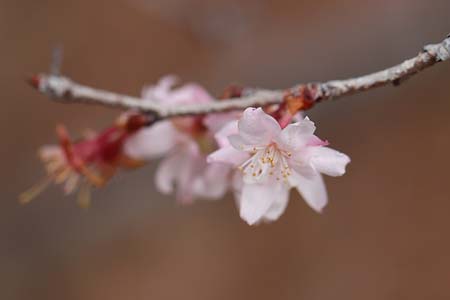 十月桜-2（20240126）.jpg