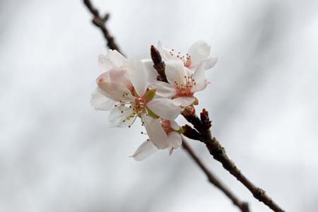 四季桜-2（20240124）.jpg