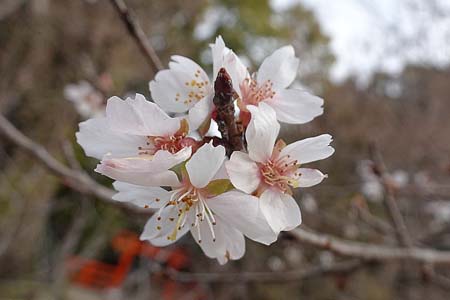 四季桜-3（20240124）.jpg