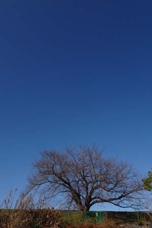 土手桜-2（20240105）.jpg