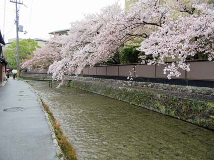 岡崎の桜-5（20190414）.jpg