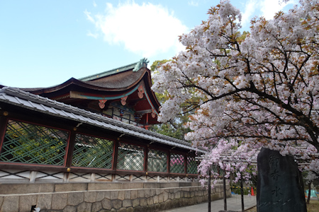 御香宮さんの桜-1（20200406）.jpg