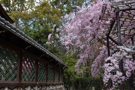 御香宮さんの桜-2（20200406）.jpg