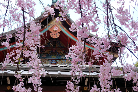 御香宮さんの桜-3（20200406）.jpg