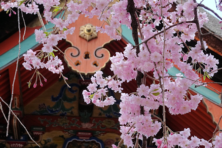 御香宮さんの桜-4（20200406）.jpg