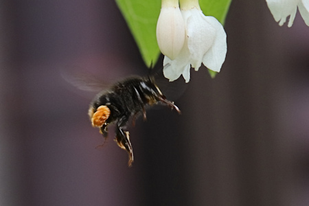 昆虫の花粉集め-3（20220510）.jpg