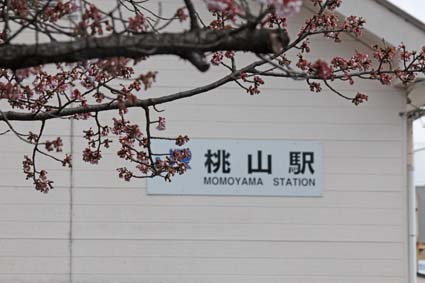 桃山駅前の桜-1（20170218）.jpg