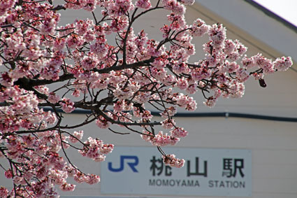 桃山駅前の桜-2（20190302）.jpg