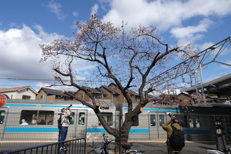 桃山駅前の桜-3（20220223）.jpg