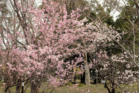 桜-1（20210308）.jpg