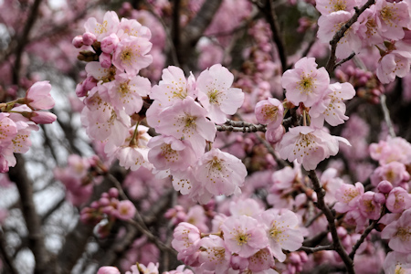 桜-2（20210308）.jpg
