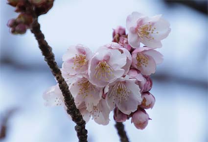 桜-3（20190205）.jpg