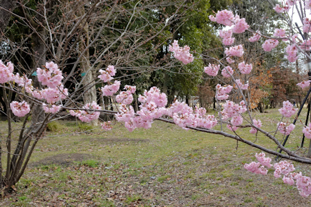 桜-4（20210308）.jpg