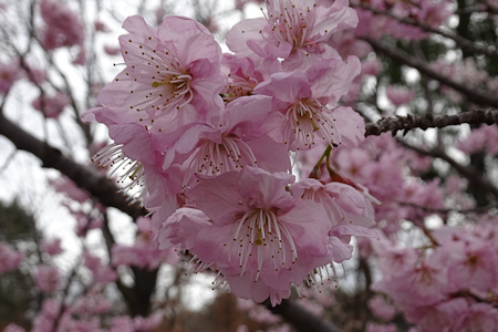 桜-5（20210308）.jpg
