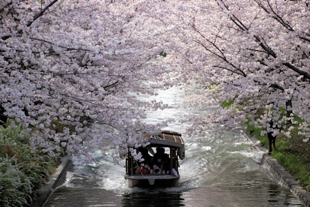 桜と十石舟-1（20220330）.jpg
