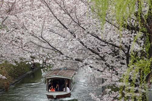 桜と十石舟-1（20240404）.jpg