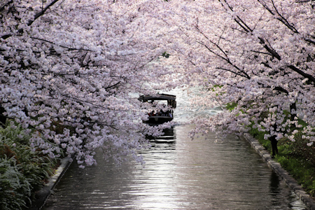 桜と十石舟-2（20220330）.jpg