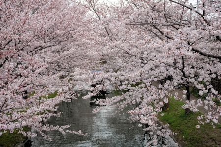 桜と十石舟-4（20220330）.jpg