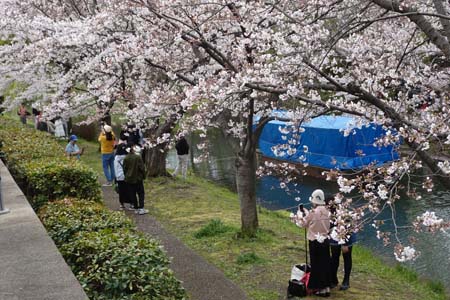 桜と十石舟-6（20240404）.jpg