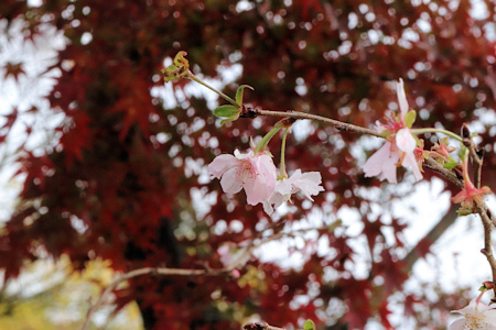 桜と紅葉-3（20221121）.jpg