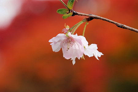 桜と紅葉-4（20221121）.jpg