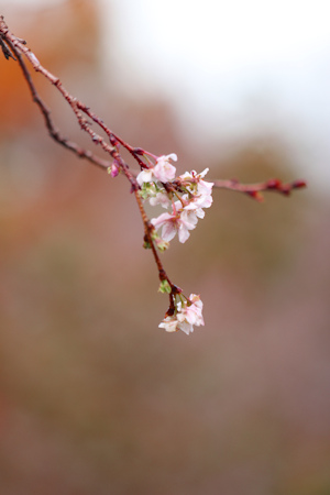 桜と紅葉-5（20221121）.jpg