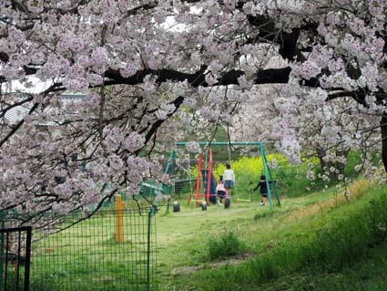 桜と西洋カラシナ-2（20170412）.jpg