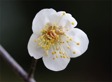 梅の花-2（20200109）.jpg