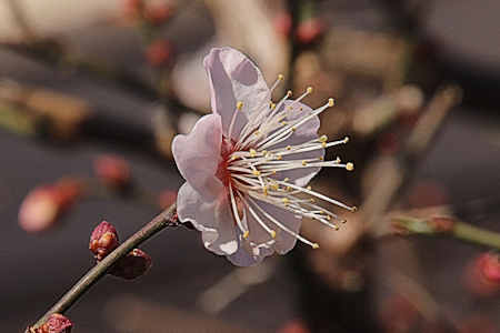 梅の花-3（20201226）.jpg