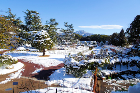 植物園の雪景色-1（20230126）.jpg