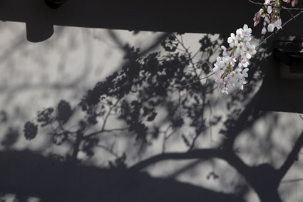 河童と桜-6（20190405）.jpg