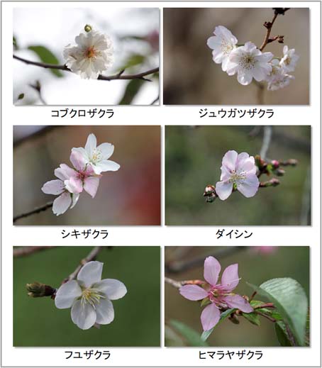 秋に咲く桜.jpg