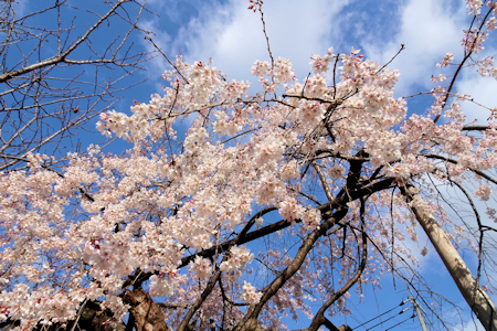 糸桜-2（20210314）.jpg