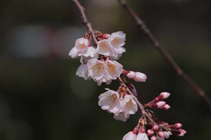 糸桜-9（20180318）.jpg