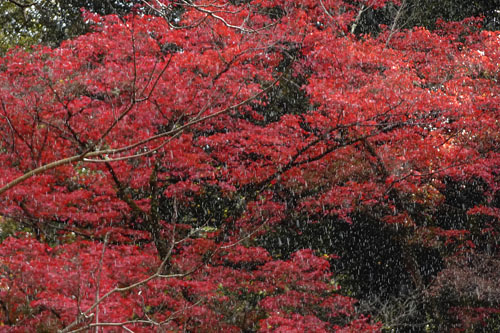 紅葉と時雨-2（20231125）.jpg