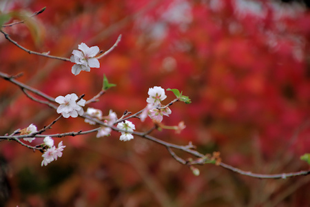 紅葉を従えた冬桜（20201215）.jpg