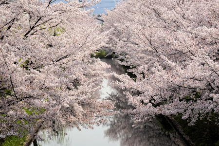 豪川の桜-1（20200403）.jpg
