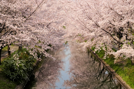豪川の桜-2（20200403）.jpg