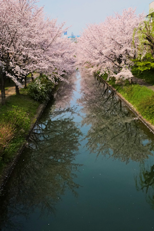 豪川の桜-4（20200403）.jpg