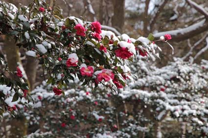 雪と花-3（20180125）.jpg
