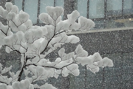 雪の大谷大学-9（20220121）.jpg